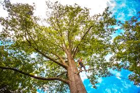 Best Storm Damage Tree Cleanup  in Potomac Heights, MD