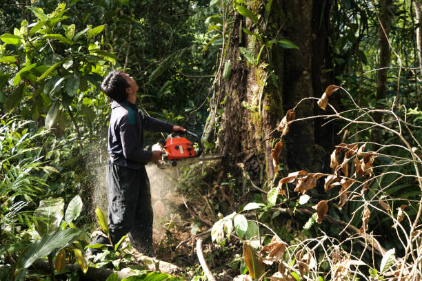 Trusted Potomac Heights, MD Tree Removal Experts