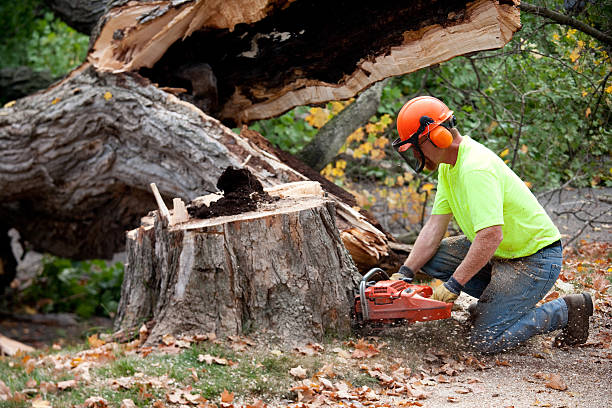 Best Tree Removal  in Potomac Heights, MD