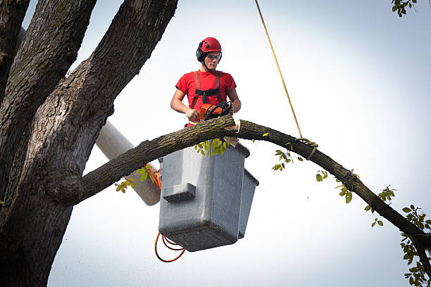 Best Tree Health Inspection  in Potomac Heights, MD