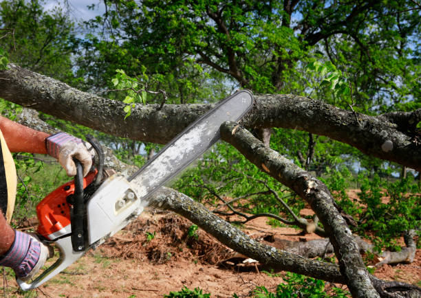 Best Tree Trimming and Pruning  in Potomac Heights, MD
