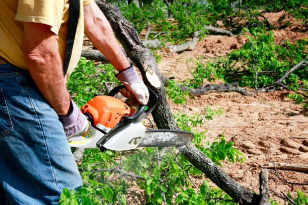Leaf Removal in Potomac Heights, MD